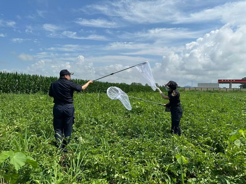 哈尔滨海关所属萝北海关关员开展马铃薯甲虫监测工作