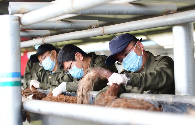 9月14日,青岛大港海关完成青岛口岸单批次最大数量进境种牛的采血